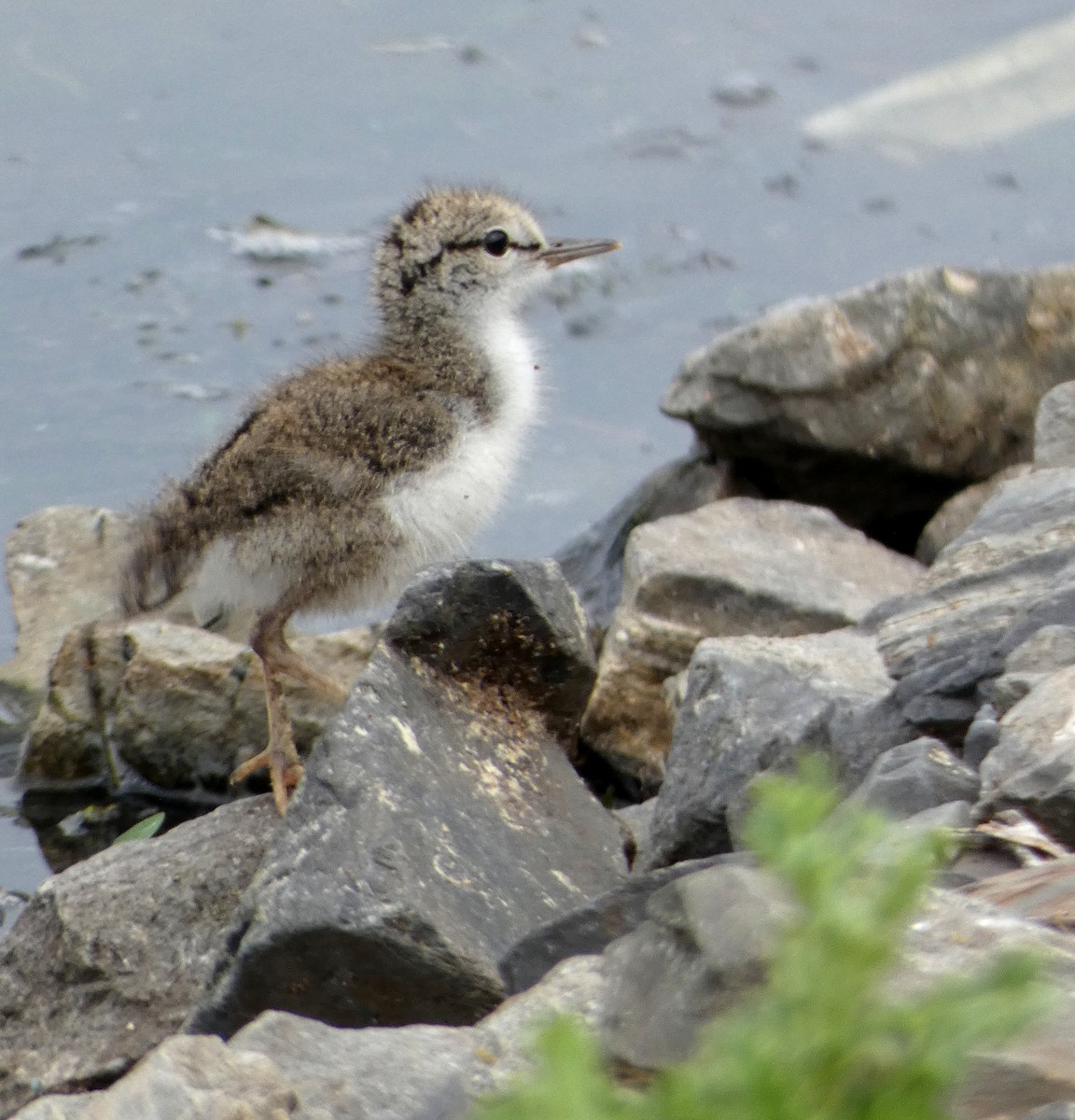 Spotted Sandpiper - Monique Berlinguette