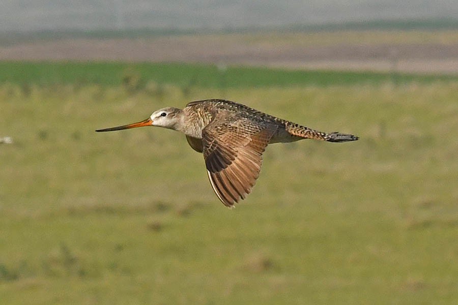 Marbled Godwit - Troy Hibbitts