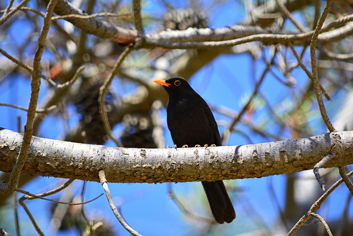 Eurasian Blackbird - ML355088721