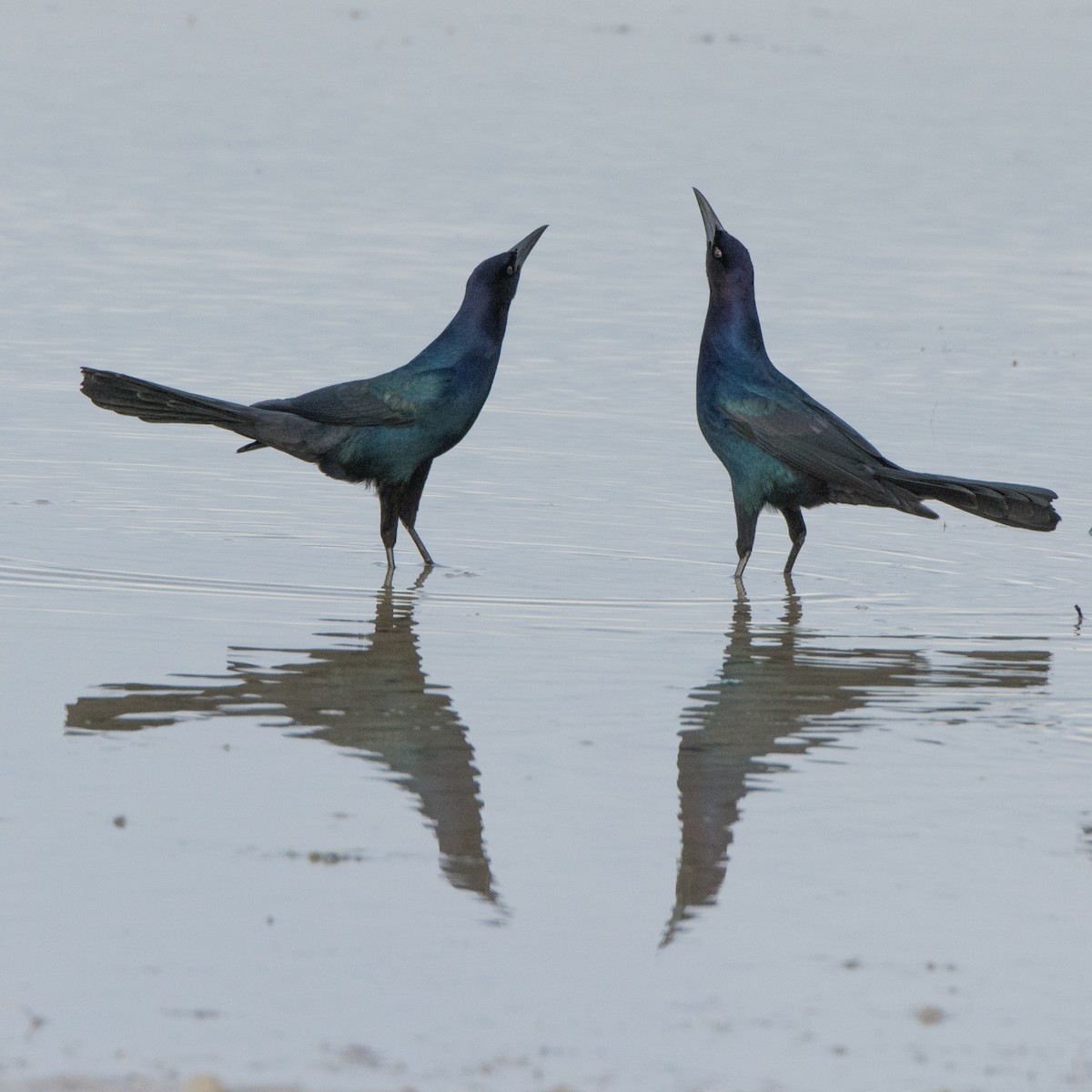 Boat-tailed Grackle - ML355088921