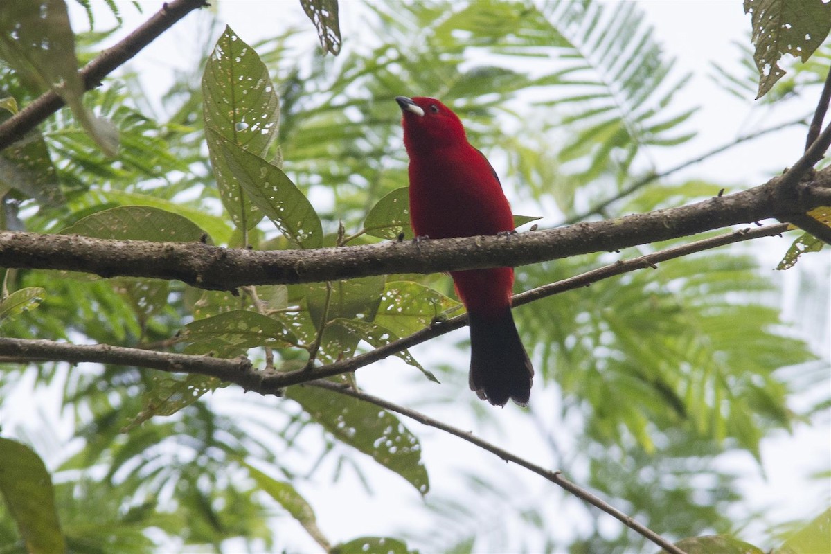 Brazilian Tanager - ML35509001