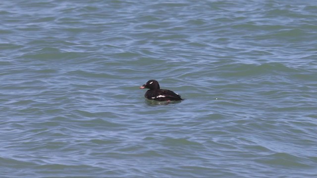 White-winged Scoter - ML355090551