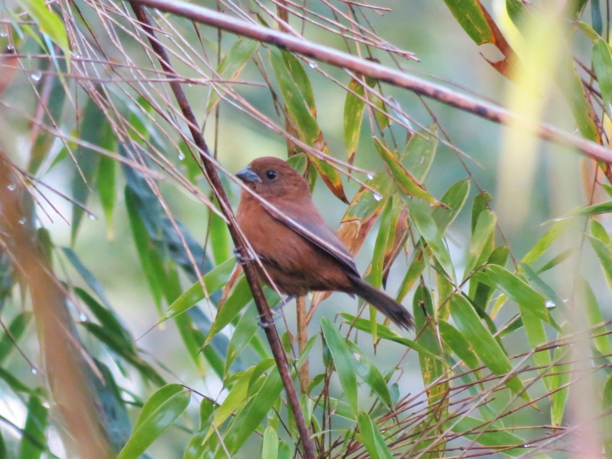 Blackish-blue Seedeater - ML355090561