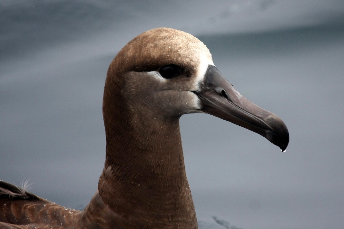 albatros černonohý - ML35509121