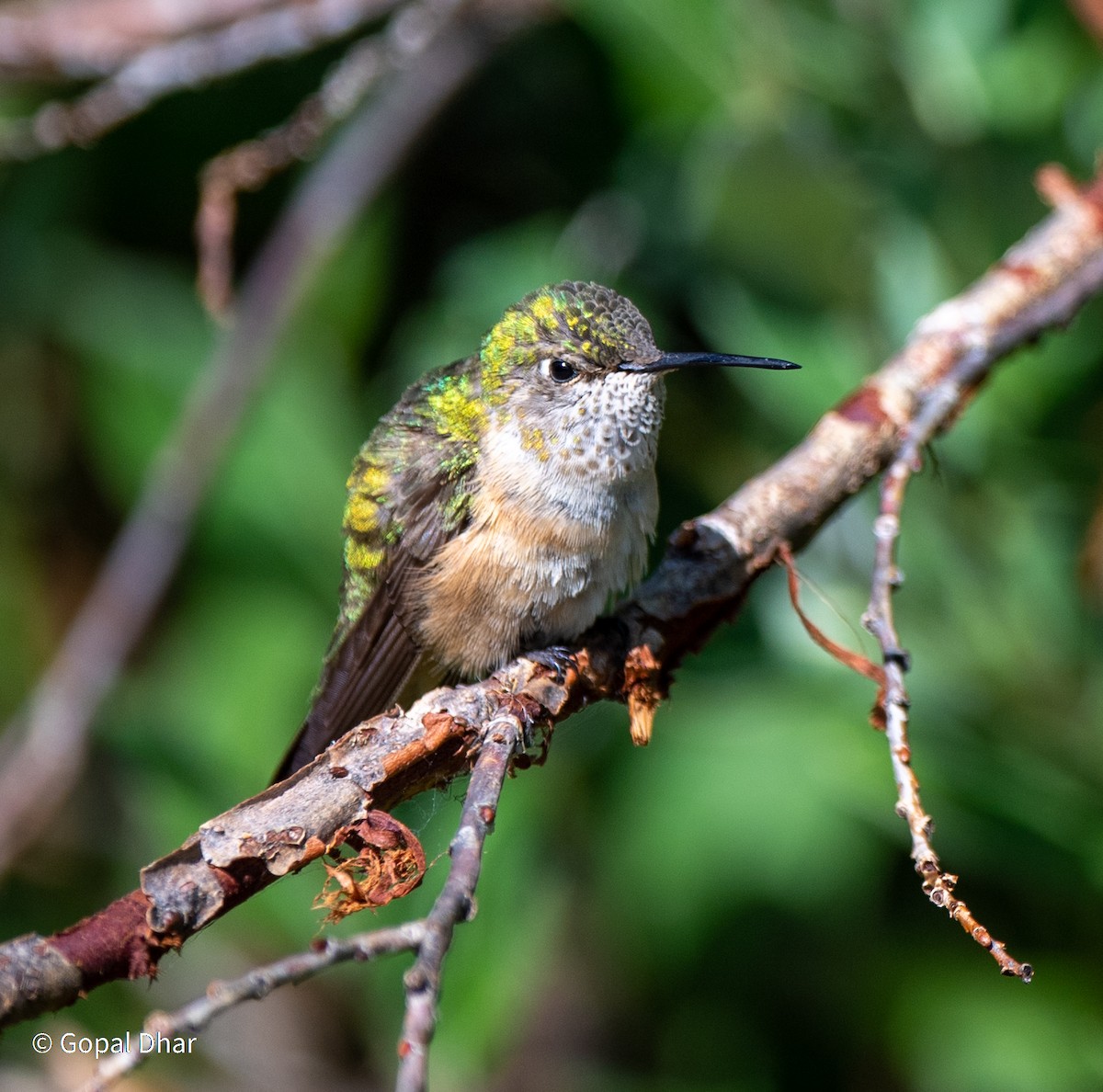 Rufous Hummingbird - Gopal Dhar