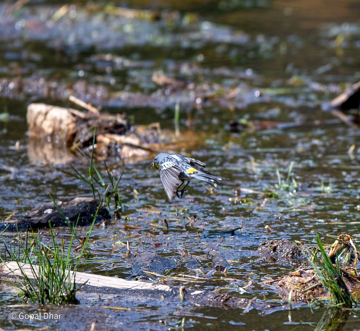 Yellow-rumped Warbler - ML355091601