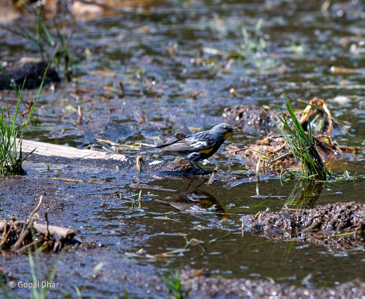 Yellow-rumped Warbler - Gopal Dhar