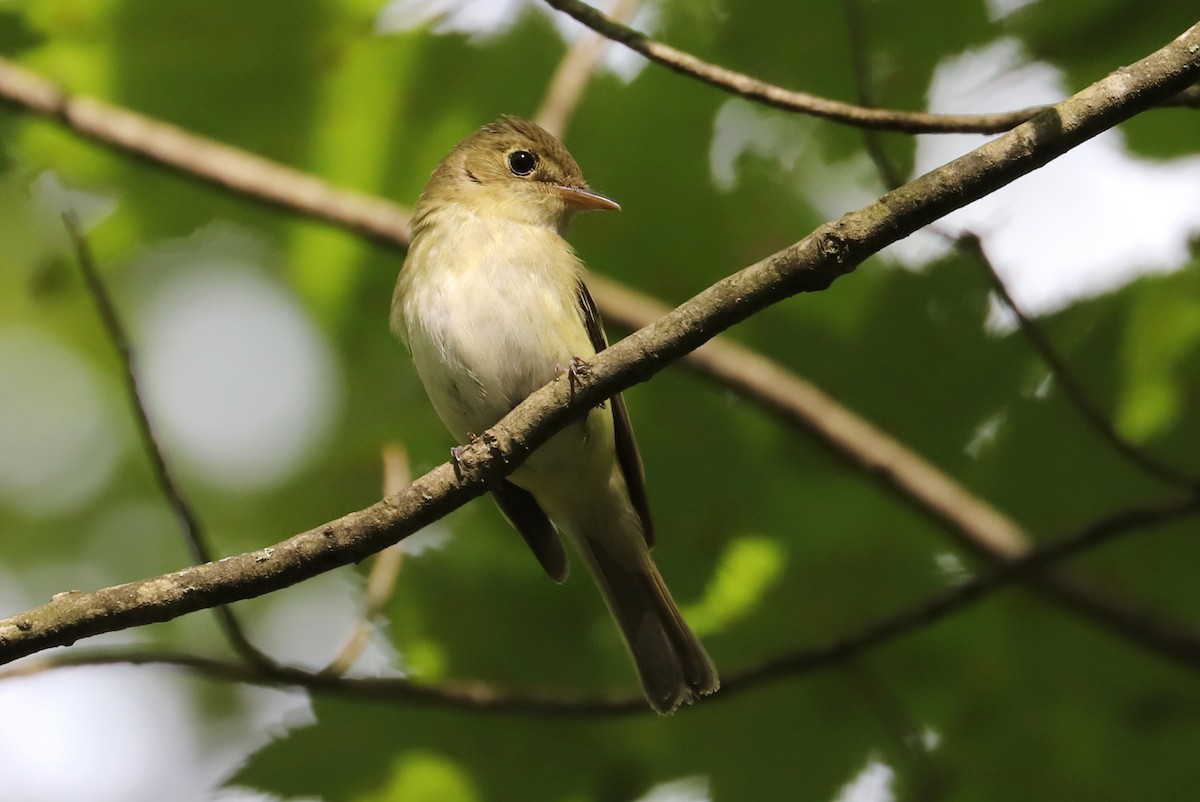 Acadian Flycatcher - Debra Rittelmann