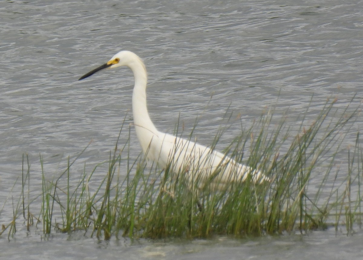 Snowy Egret - ML355092631