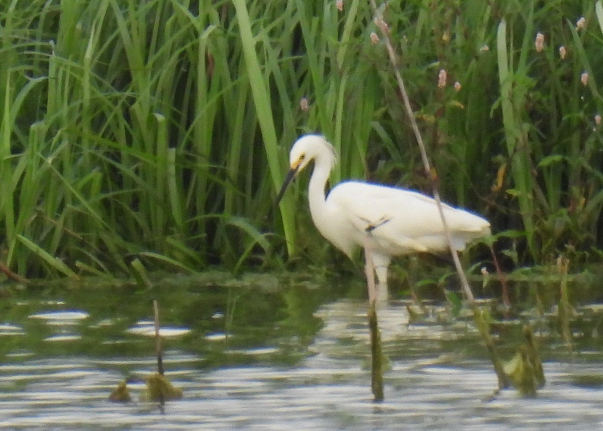 Snowy Egret - ML355092641