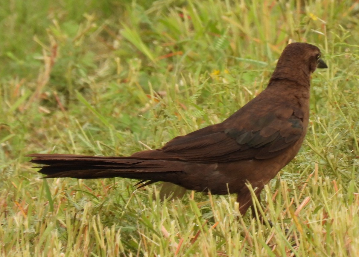Great-tailed Grackle - ML355094801
