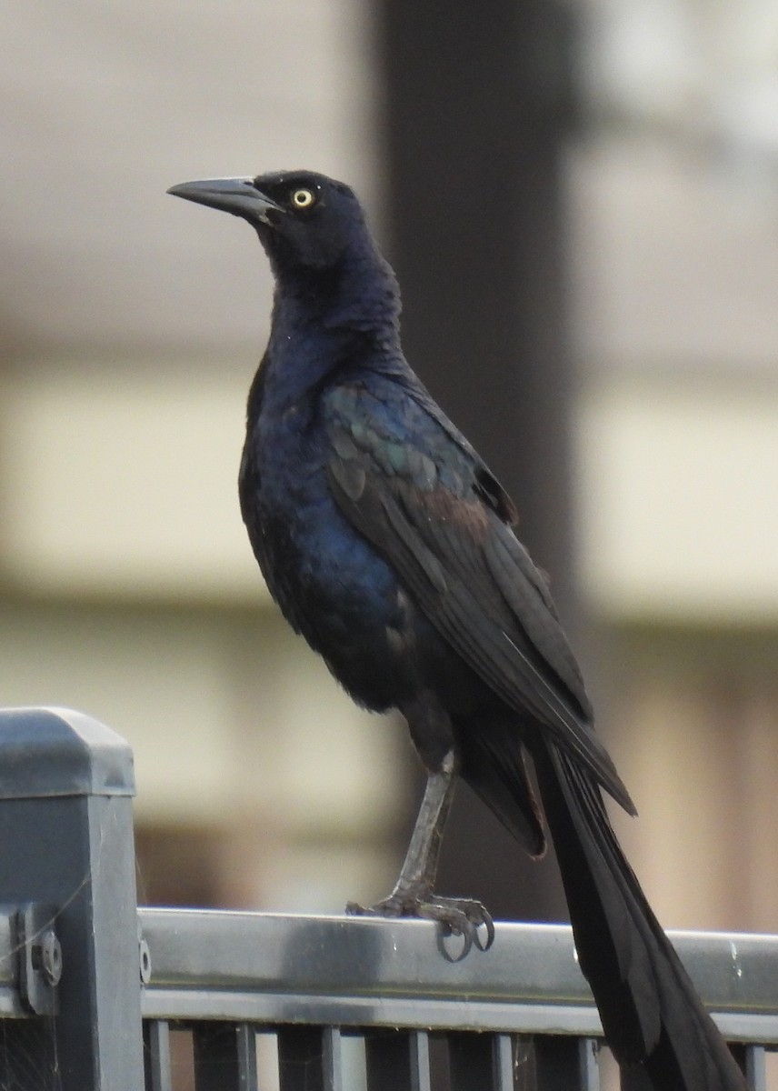 Great-tailed Grackle - ML355094871