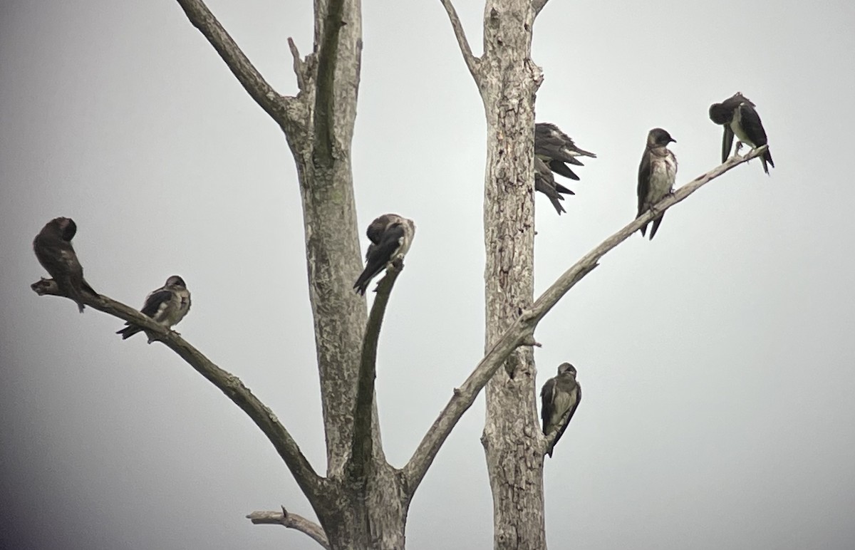 Purple Martin - ML355096431