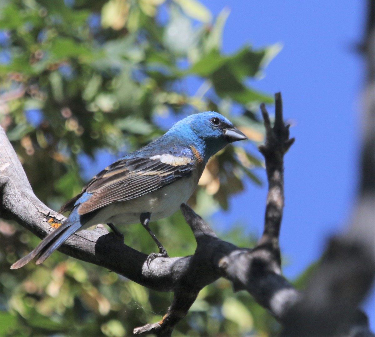 Lazuli Bunting - Ann Vaughan