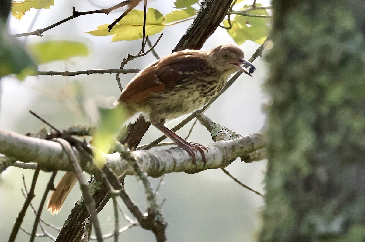 Brown Thrasher - ML355098461