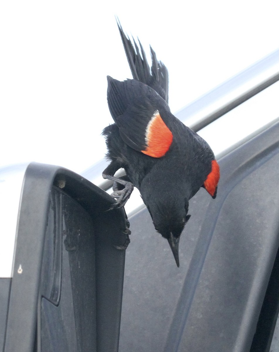 Red-winged Blackbird - William Matthews
