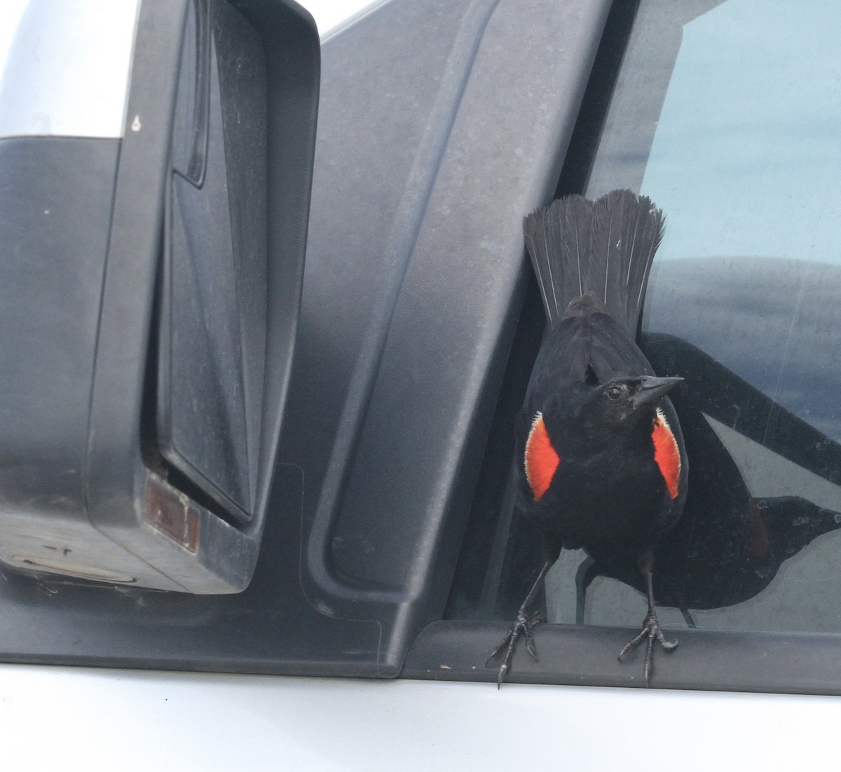 Red-winged Blackbird - William Matthews