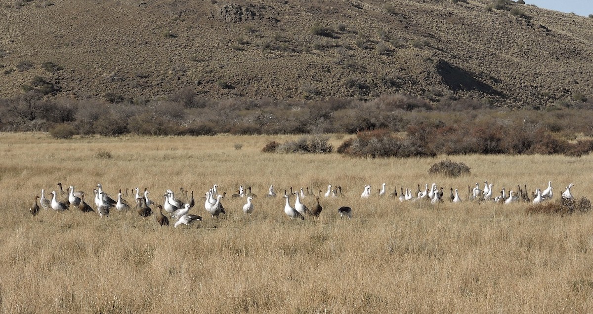 Upland Goose - Dina Huapi