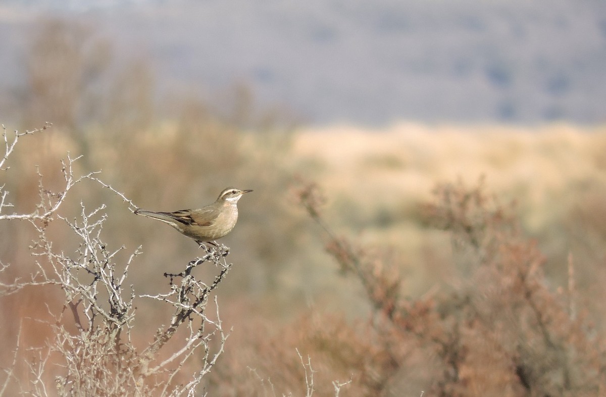 Buff-winged Cinclodes - Dina Huapi