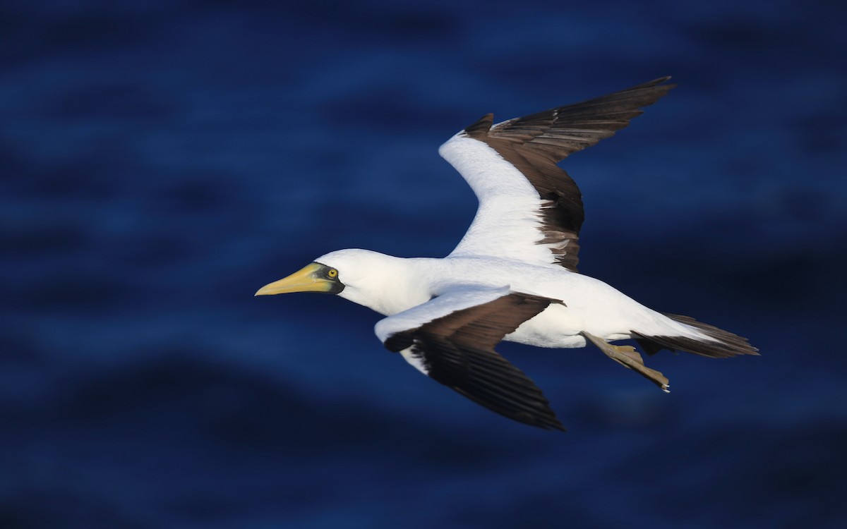 Masked Booby - Tim Lenz