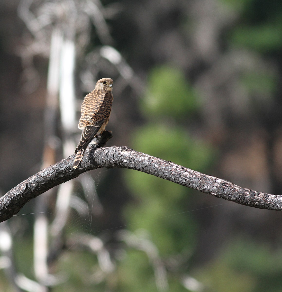 Eurasian Kestrel - ML355100071