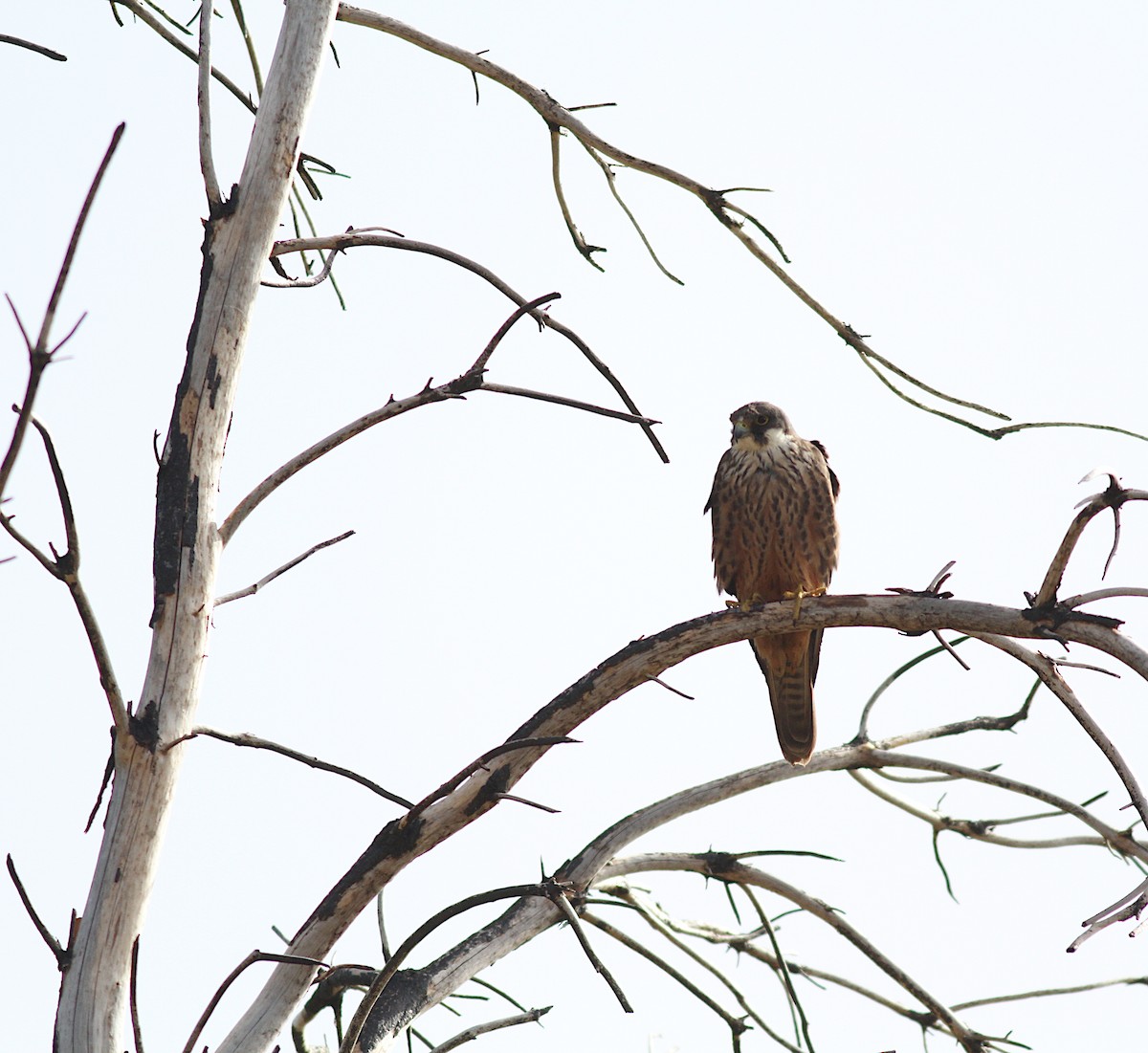 Eleonora's Falcon - Xabier Remirez