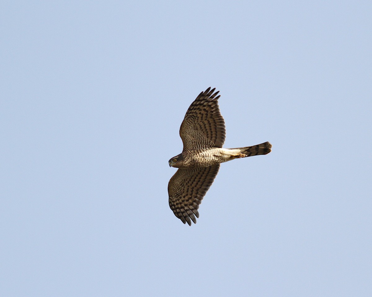 Eurasian Sparrowhawk - ML355100281