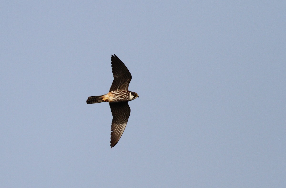 Eurasian Hobby - ML355100301