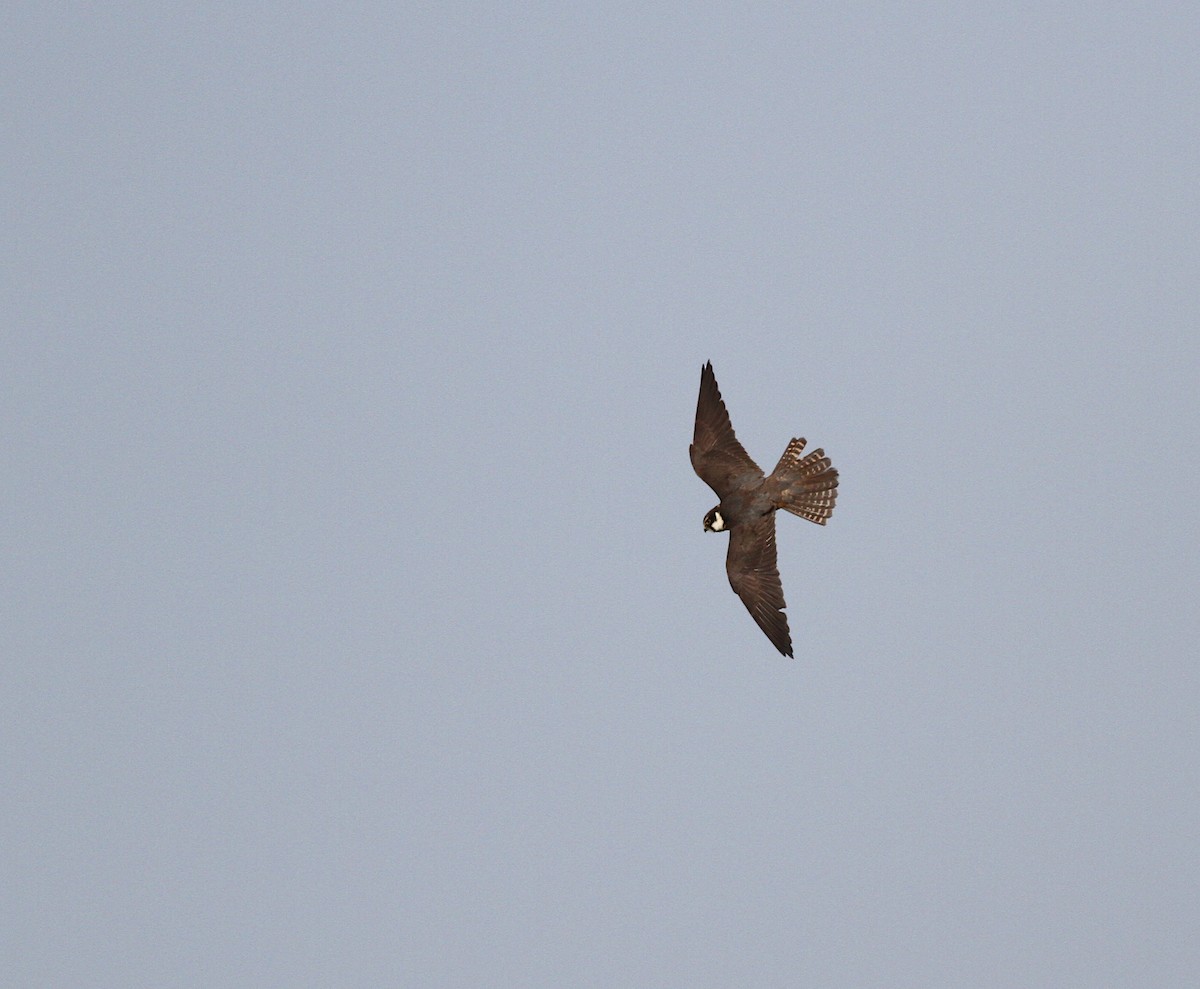 Eurasian Hobby - ML355100331