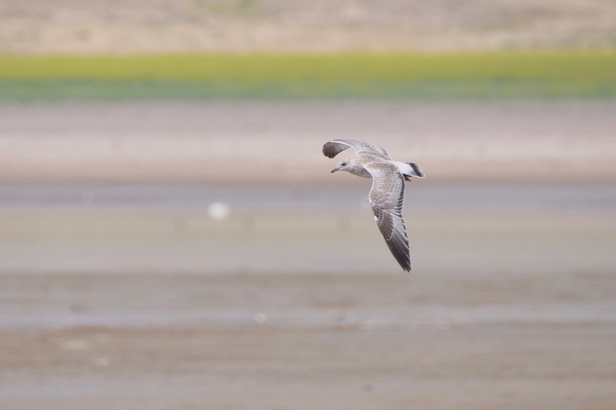 Ring-billed Gull - Gautam Apte