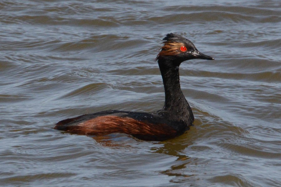 Eared Grebe - Troy Hibbitts