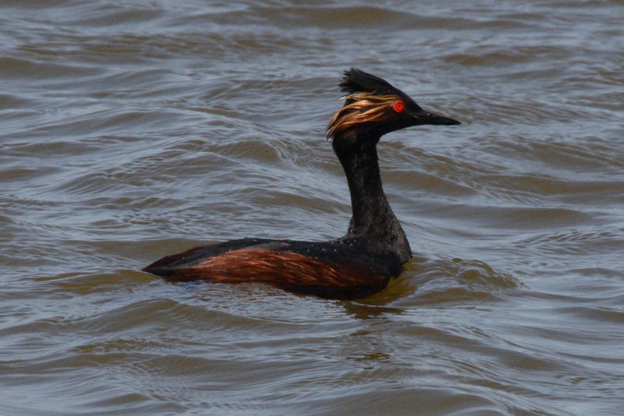 Eared Grebe - Troy Hibbitts