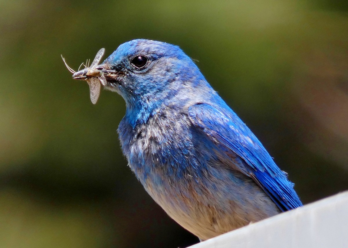 Mountain Bluebird - ML355102621