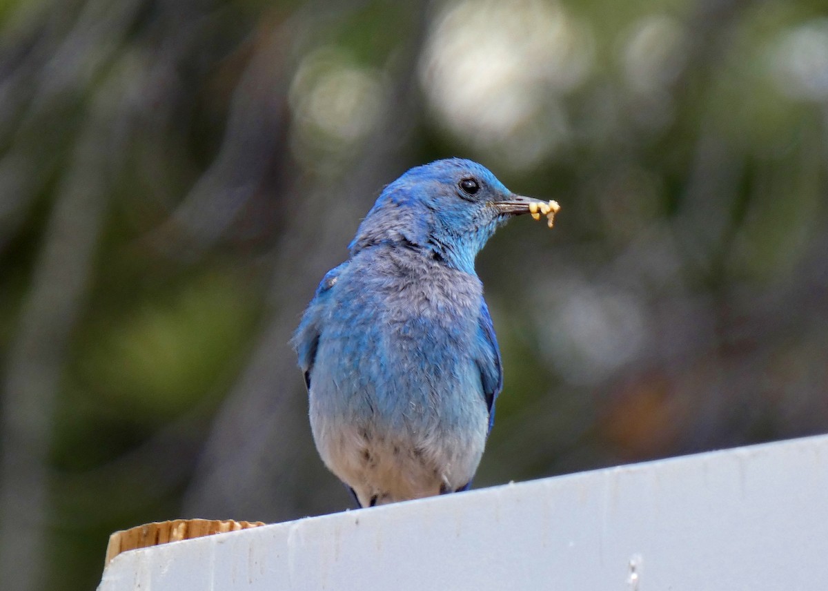 Mountain Bluebird - ML355102641