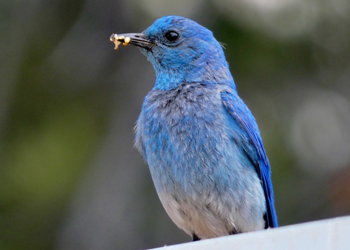 Mountain Bluebird - ML355102701