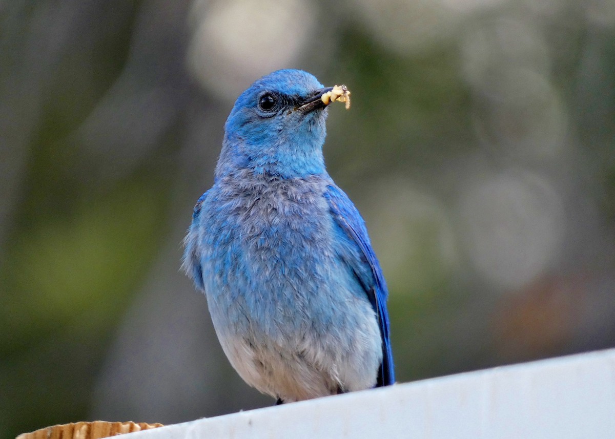 Mountain Bluebird - ML355102751