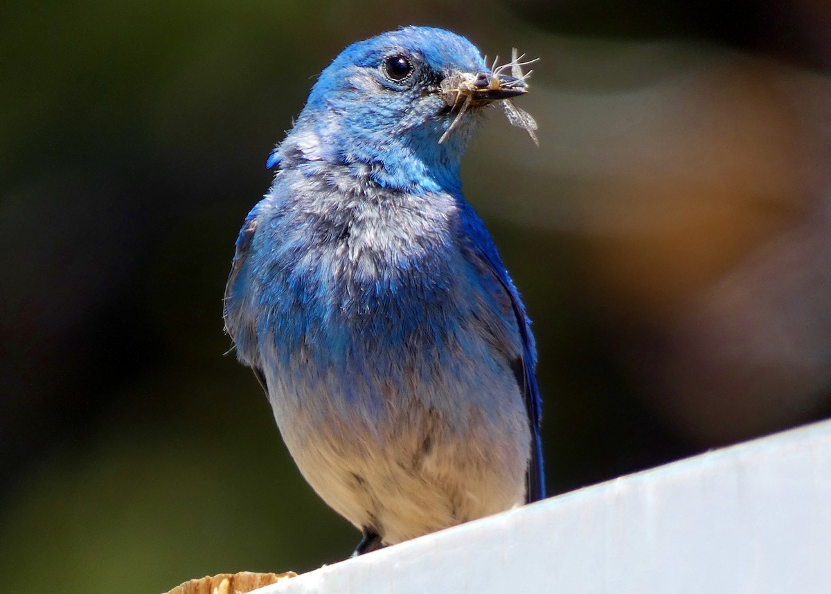 Mountain Bluebird - ML355102761