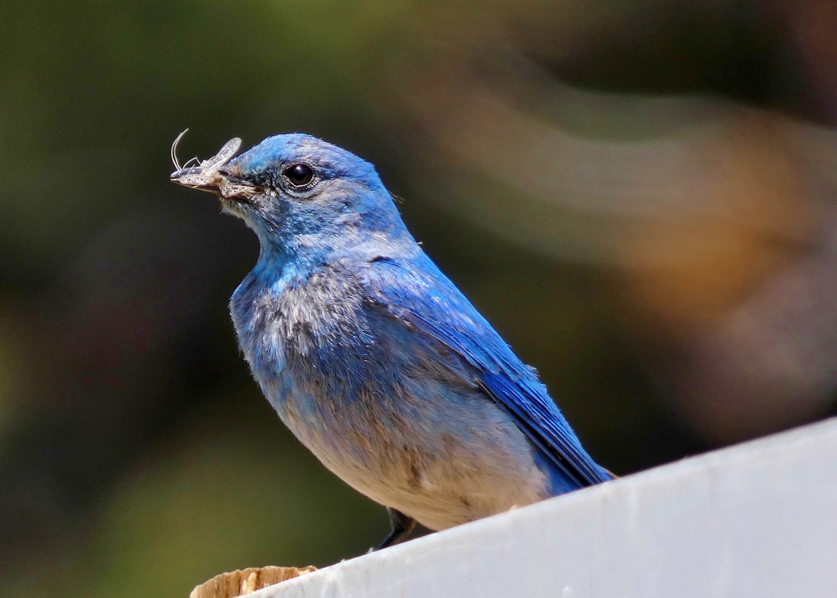 Mountain Bluebird - ML355102791