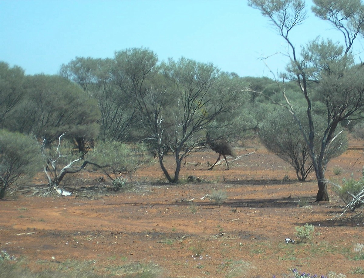 Emu - ML355102861