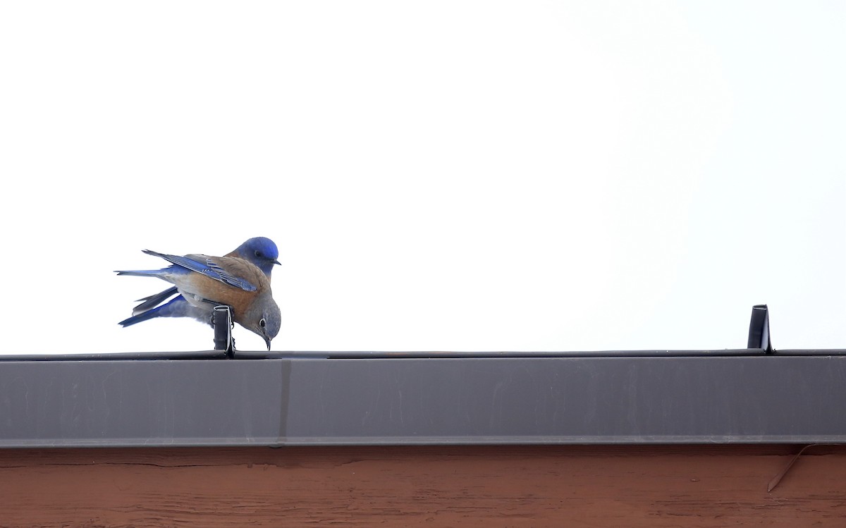 Western Bluebird - Tim Lenz