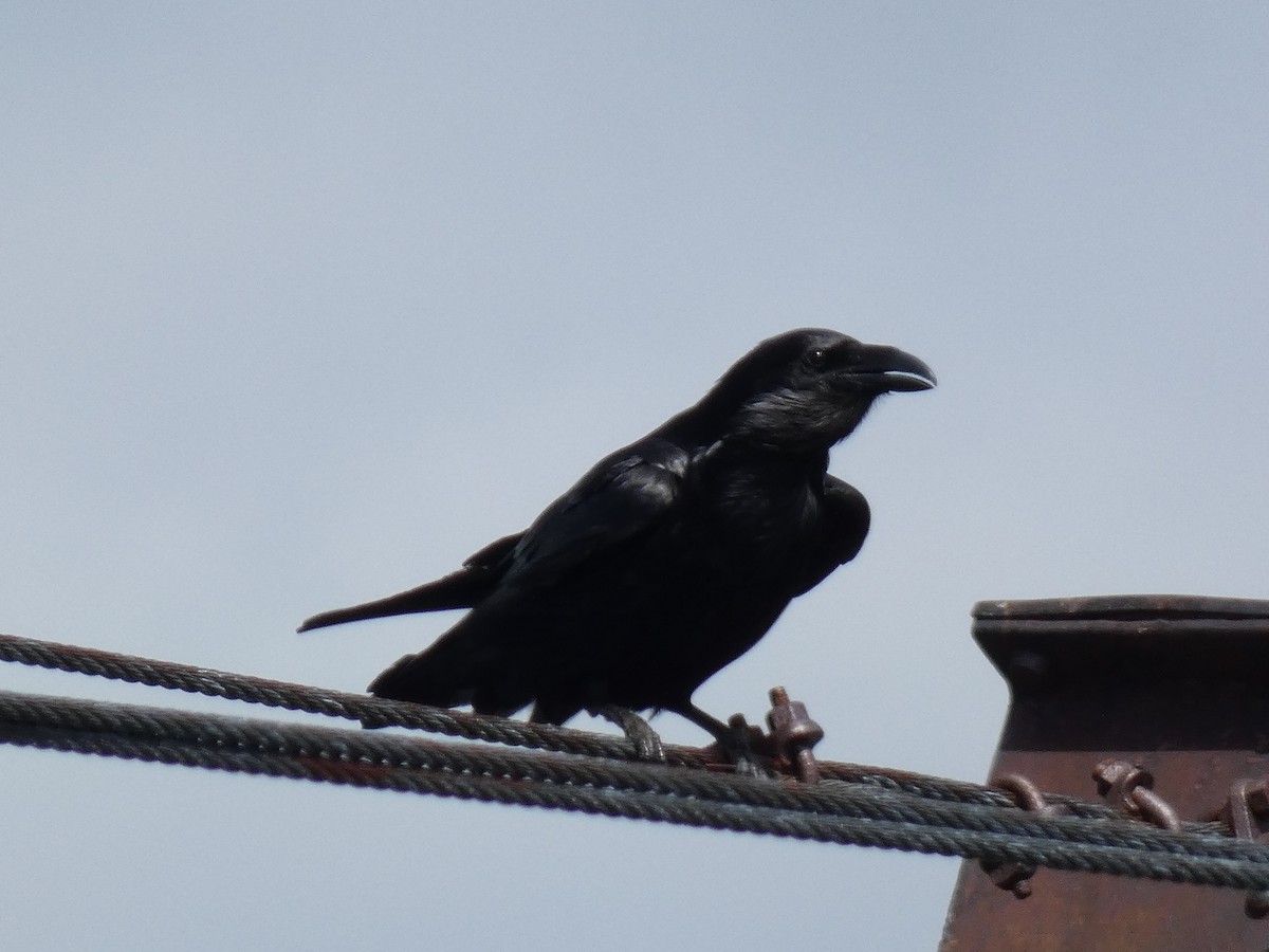 Common Raven - ML355104341