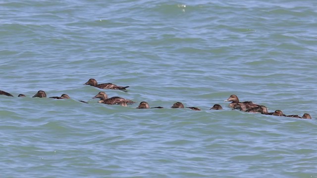 Common Eider - ML355106071