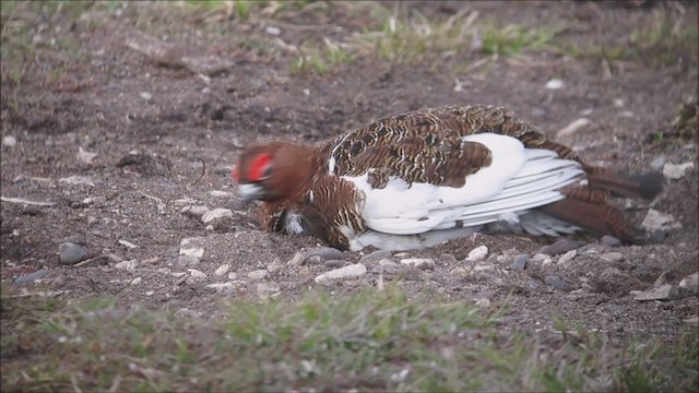 Willow Ptarmigan - ML355106381