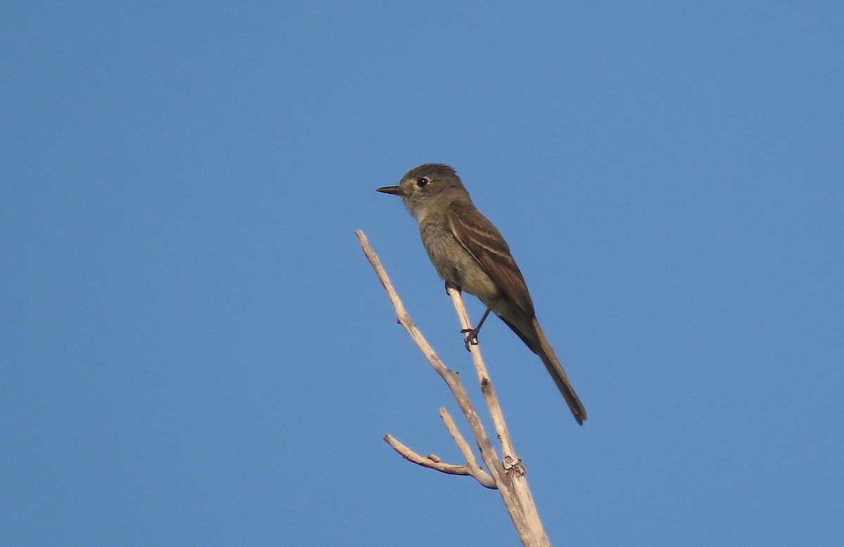 Dusky Flycatcher - ML355106541