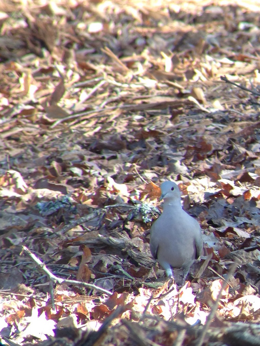 Eurasian Collared-Dove - ML35510741