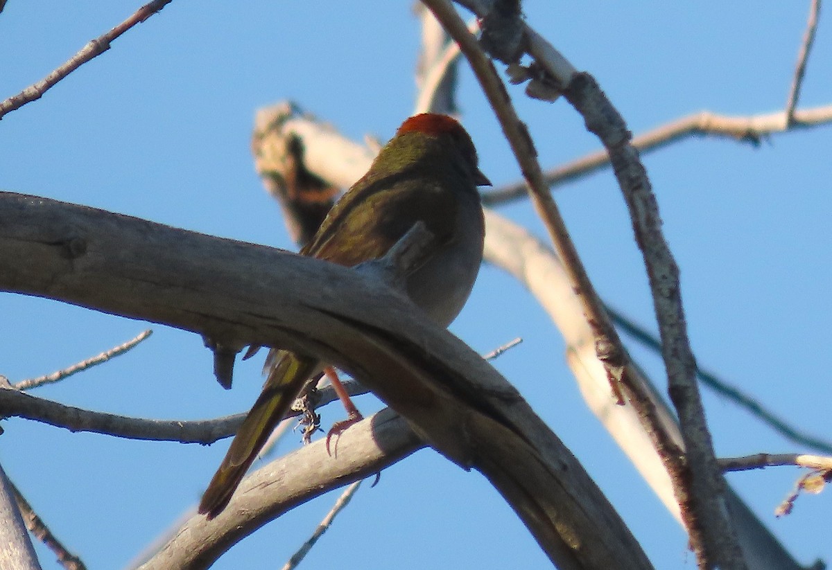 Green-tailed Towhee - ML355109561