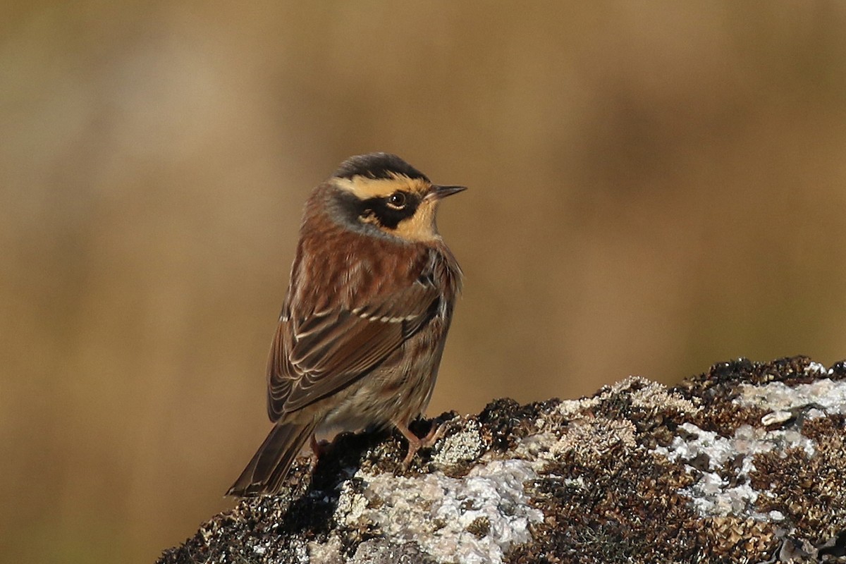Siberian Accentor - Greg Scyphers