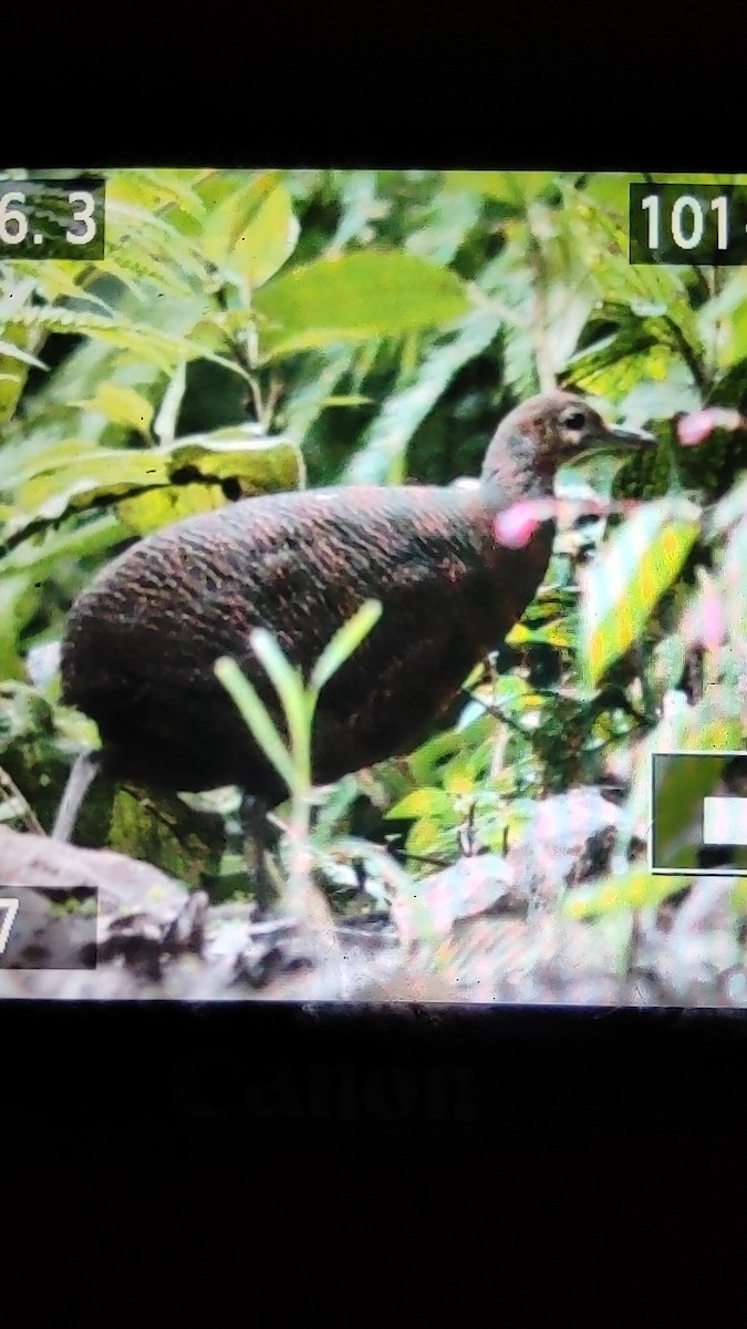 Tawny-breasted Tinamou - ML355111121