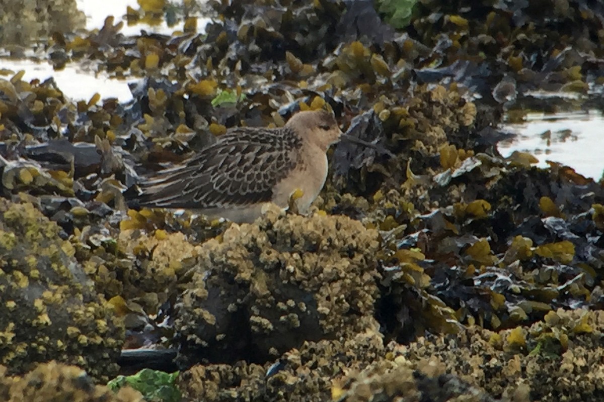 Combattant varié - ML35511331