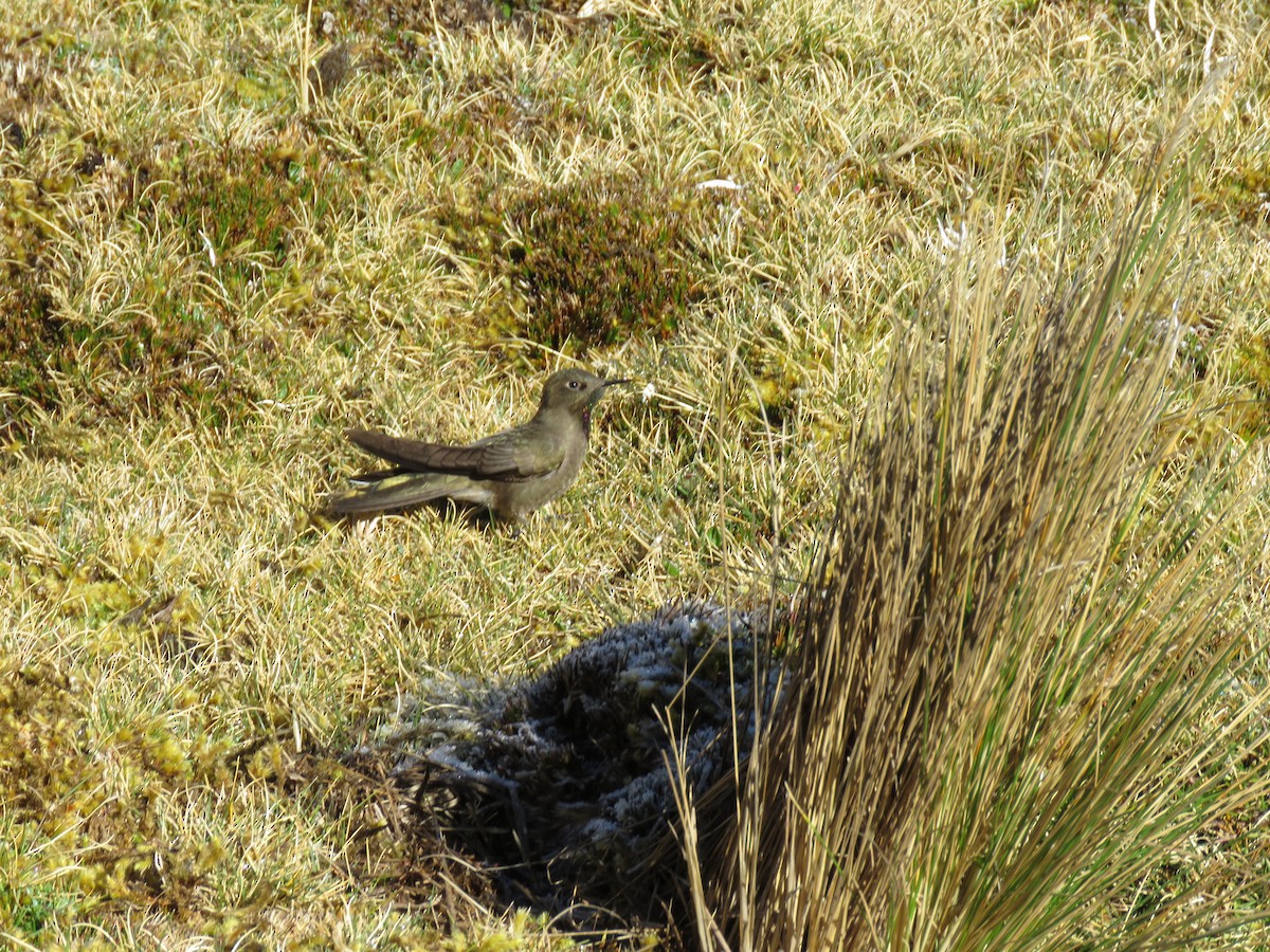 Olivaceous Thornbill - ERICK ANIBAL BARZOLA RICCI